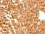 Pmel17 / gp100 / SILV(PMEL/783), CF488A conjugate, 0.1mg/mL