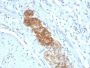 CD56 / NCAM(NCAM1/784), CF488A conjugate, 0.1mg/mL