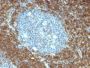 bcl-2(BCL2/796), CF488A conjugate, 0.1mg/mL