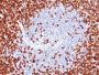 CD45RO(T200/797), CF488A conjugate, 0.1mg/mL