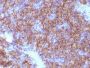 Chromogranin A(CHGA/798), CF488A conjugate, 0.1mg/mL