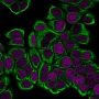 Cytokeratin 19(KRT19/799), CF488A conjugate, 0.1mg/mL