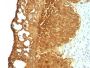 Cytokeratin 19(KRT19/799), CF488A conjugate, 0.1mg/mL