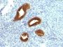 Cytokeratin 19(KRT19/799), CF488A conjugate, 0.1mg/mL