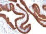 Cytokeratin 19(KRT19/799), CF488A conjugate, 0.1mg/mL