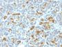 Cytokeratin 19(KRT19/799), CF488A conjugate, 0.1mg/mL