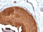 Cytokeratin 19(KRT19/799), CF488A conjugate, 0.1mg/mL