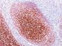 CD35 / CR1(CR1/802), CF488A conjugate, 0.1mg/mL