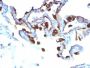 Cytokeratin 8(KRT8/803), CF488A conjugate, 0.1mg/mL