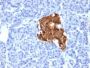 Insulin(IRDN/805), CF488A conjugate, 0.1mg/mL