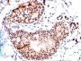 TRP1 (Tyrosinase Related Protein 1) (TA99 + TYRP1/807), CF488A conjugate, 0.1mg/mL