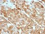 Tyrosinase(OCA1/812), CF488A conjugate, 0.1mg/mL