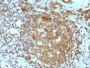 CD45RA(PTPRC/818), CF488A conjugate, 0.1mg/mL