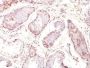 MAGE A1(MZ2E/838), CF488A conjugate, 0.1mg/mL