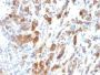 Mucin 5AC (MUC5AC)(MUC5AC/917), CF488A conjugate, 0.1mg/mL