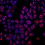 Cyclin B1(CCNB1/1098), CF488A conjugate, 0.1mg/mL