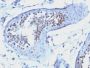 Cyclin B1(CCNB1/1098), CF488A conjugate, 0.1mg/mL
