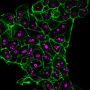 Cyclin B1(CCNB1/1098), CF488A conjugate, 0.1mg/mL