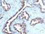 Cyclin B1(CCNB1/1098), CF488A conjugate, 0.1mg/mL
