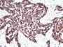 Cyclin B1(CCNB1/1098), CF488A conjugate, 0.1mg/mL