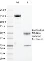 Cyclin B1(CCNB1/1098), CF488A conjugate, 0.1mg/mL
