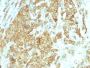 Glucose Regulated Protein 94 (GRP94)(HSP90B1/1192), CF488A conjugate, 0.1mg/mL