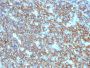 CD20 / MS4A1 (B-Cell Marker), CF488A conjugate, 0.1mg/mL