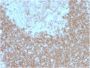 CD268 / BAFFR / TNFRSF13C(BAFFR/1557), CF488A conjugate, 0.1mg/mL