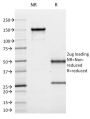 CD10 (Membrane Metalloendopeptidase)(MME/1620), CF488A conjugate, 0.1mg/mL