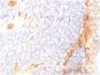 VEGF (Vascular Endothelial Growth Factor)(VG1), CF488A conjugate, 0.1mg/mL