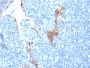 Cytokeratin 16 (KRT16) (Suprabasal Keratinocyte Marker)(LL025), CF488A conjugate, 0.1mg/mL