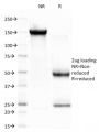 CELA3B / ELA3B (Pancreatic Function Marker) (CELA3B/1757), CF488A conjugate, 0.1mg/mL