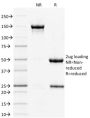 STAT3 / Signal Transducer and Activator of Transcription 3 (PCRP-STAT3-2F12), CF488A conjugate, 0.1mg/mL