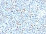 SOX9 / SRY-box 9 (PCRP-SOX9-1A2), CF488A conjugate, 0.1mg/mL