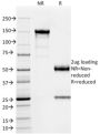 SOX9 / SRY-box 9 (PCRP-SOX9-1A2), CF488A conjugate, 0.1mg/mL