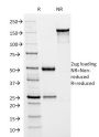HSV1 (Herpes Simplex Virus Type I) ICP8(HSVI/2045), CF488A conjugate, 0.1mg/mL