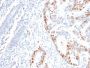p53 Tumor Suppressor Protein (rBP53-12), CF488A conjugate, 0.1mg/mL