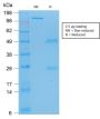 p53 Tumor Suppressor Protein (rBP53-12), CF488A conjugate, 0.1mg/mL