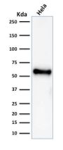 p53 Tumor Suppressor Protein (rBP53-12), CF488A conjugate, 0.1mg/mL