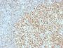 OCT-2 (POU2F2) (B-Cell Marker) (OCT2/2136), CF488A conjugate, 0.1mg/mL