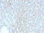 HSP60 (Heat Shock Protein 60) (Mitochondrial Marker) (rGROEL/780), CF488A conjugate, 0.1mg/mL