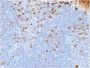Human Kappa Light Chain (B-Cell Marker) (rL1C1), CF488A conjugate, 0.1mg/mL