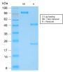 Human Kappa Light Chain (B-Cell Marker) (rL1C1), CF488A conjugate, 0.1mg/mL