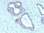 FOXA1 / HNF3A (FOXA1/2230R), CF488A conjugate, 0.1mg/mL