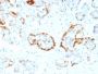 Crystallin Alpha B(CPTC-CRYAB-1), CF488A conjugate, 0.1mg/mL