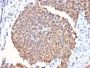 Fas (TNFRSF6) associated factor 1(CPTC-FAF1-2), CF488A conjugate, 0.1mg/mL