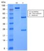 FOXA1 / HNF3A (rFOXA1/1515), CF488A conjugate, 0.1mg/mL