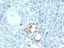 TRAcP (Tartrate-Resistant Acid Phosphatase) (Hairy Cell Leukemia Marker) (ACP5/2336R), CF488A conjugate, 0.1mg/mL