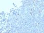 Granzyme B (NK/T-Cell Lymphoma Marker) (GZMB/2403), CF488A conjugate, 0.1mg/mL