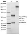 Granzyme B (NK/T-Cell Lymphoma Marker) (GZMB/2403), CF488A conjugate, 0.1mg/mL